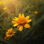 yellow flower in tilt shift lens