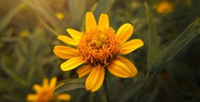 yellow flower in tilt shift lens